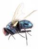 Eudasyphora cyanicolor